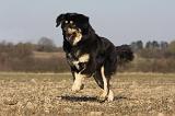 DOGUE DU TIBET 214
